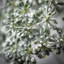 30.75" Eucalyptus Seed-2030893846