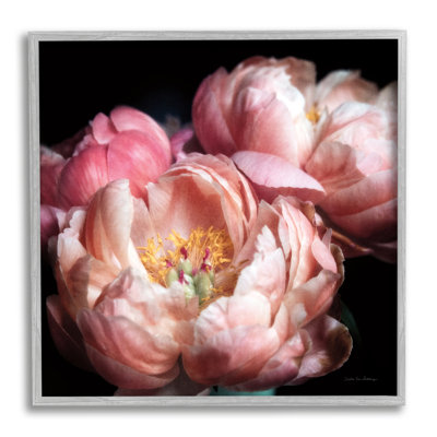 Photographie de pivoines en fleurs encadrée sur bois par Debra Van Swearingen