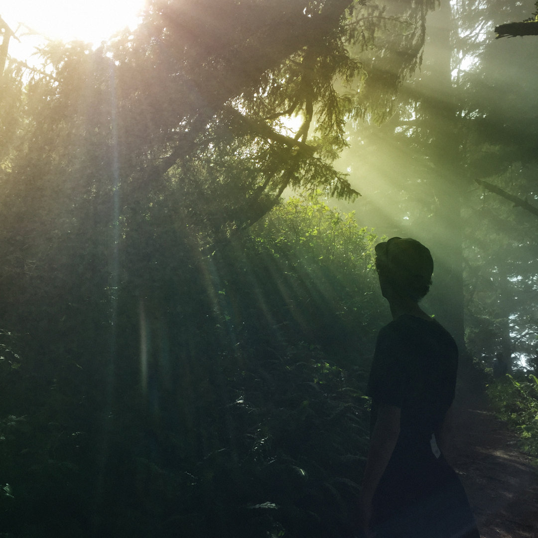 Wanderung durch nebligen Wald von Donald_gruener - Drucken