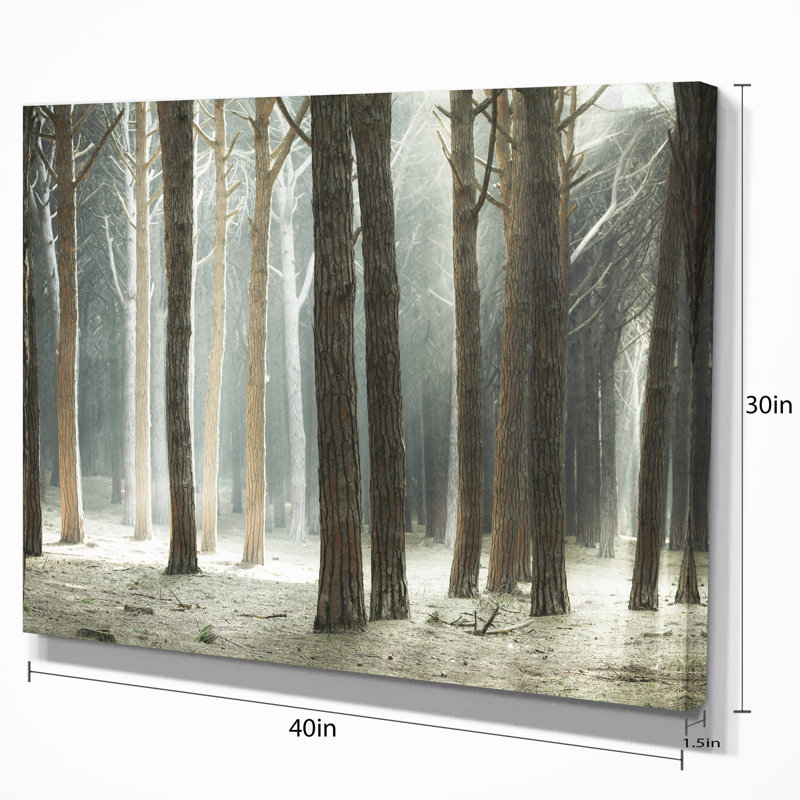 Design Art Maritime Pine Tree Forest with Rays Photographic Print on Wrapped Canvas