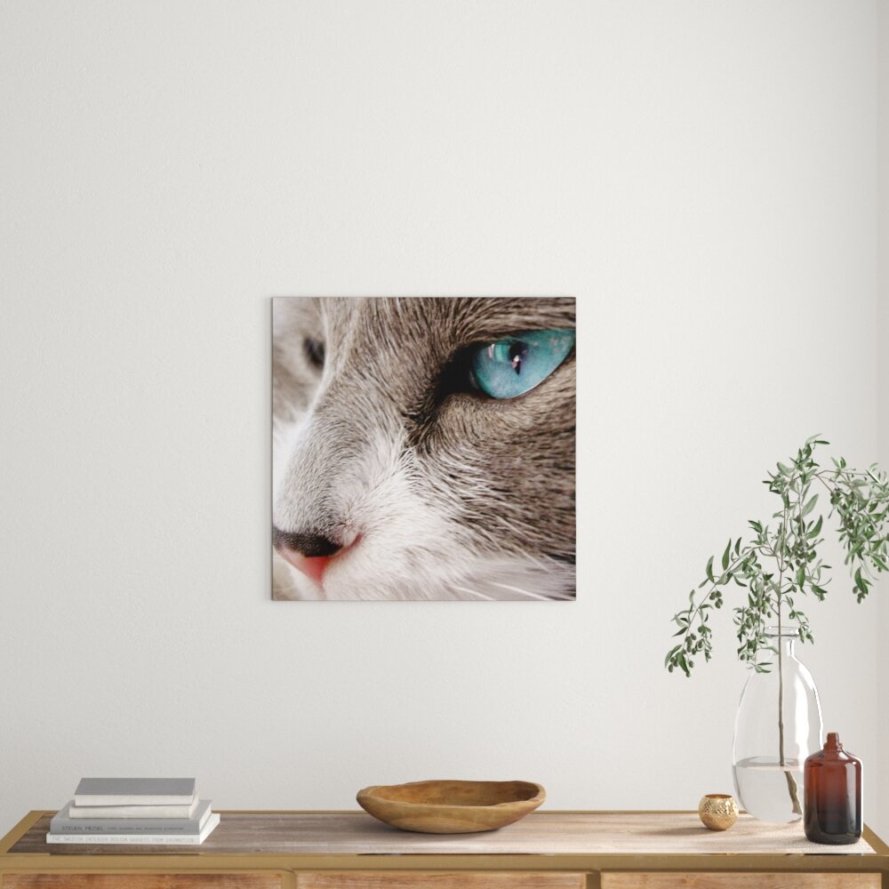 Leinwandbild Katze mit blauen Augen