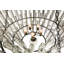 Wiebe 5 - Light Chandelier