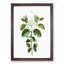 Dogwood Flowers by Pierre-Joseph Redoute - Picture Frame Painting Print-55545705-55545709