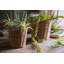 Panier rond en rotin-56884515