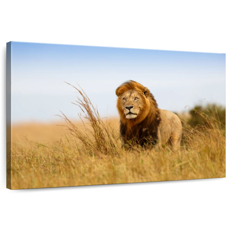 Hunting Safari Lion, 20" H x 30" W