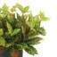 Outdoor Croton Bush Arrangement In A Fiberstone Pot-107949498