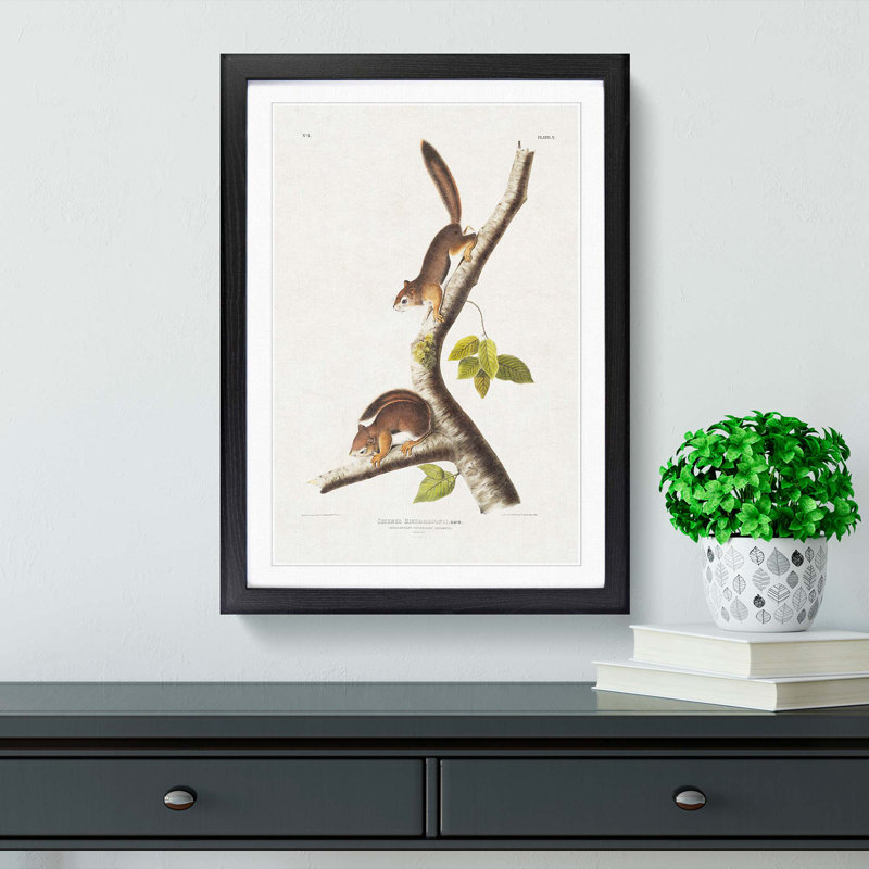 Columbian Squirrels by J.W. Audubon - Picture Frame Painting, 36cm H x 27cm W x 2cm D, Black Framed