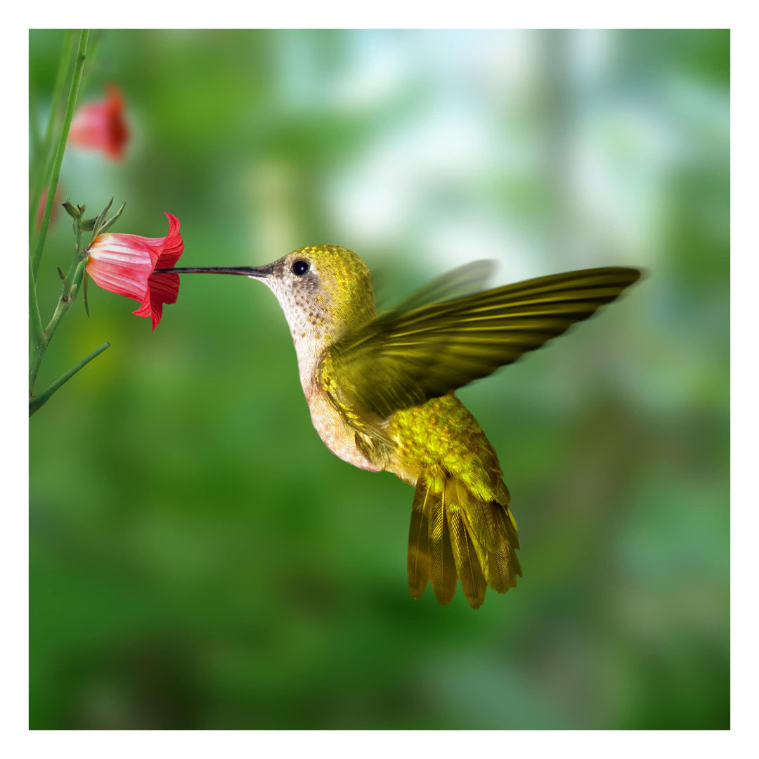 Hummingbird and Blossom 2.4m x 2.4m Textured Matte Peel & Stick Wall Mural