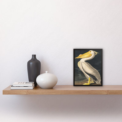 John James Audubon Style Pelican Bird - Single Picture Frame Print
