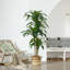 Dracaena artificiel Adcock résistant aux rayons UV, grande plante Dracaena pour la décoration intérieure intérieure-891791148-891692808