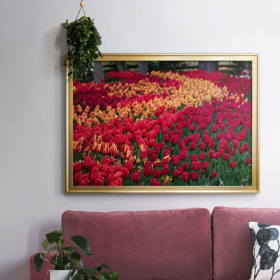 " Field Of Tulips II "