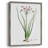 Rose Botanical II Framed Print - Solid Wood 47458-145966912