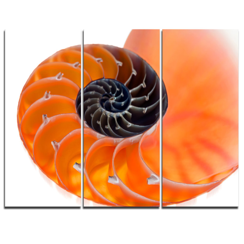 Orange nautilus shell-3 pièces, ensemble de 3 impressions sur toiles tendues