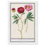 «Red and Pink Peony Botanical Study» par Birch Lane ™ - reproduction de cadre photo-68916645-68916649