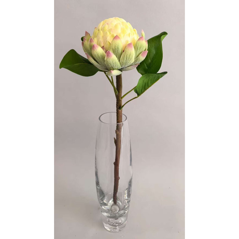 Protea King ronde de 16 po, Cream