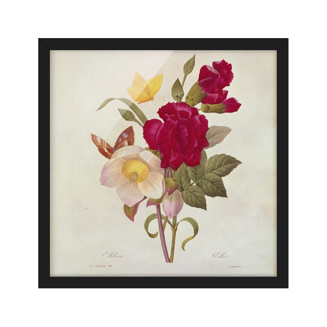 Gerahmter Kunstdruck Christmas Roses von Pierre Joseph Redouté