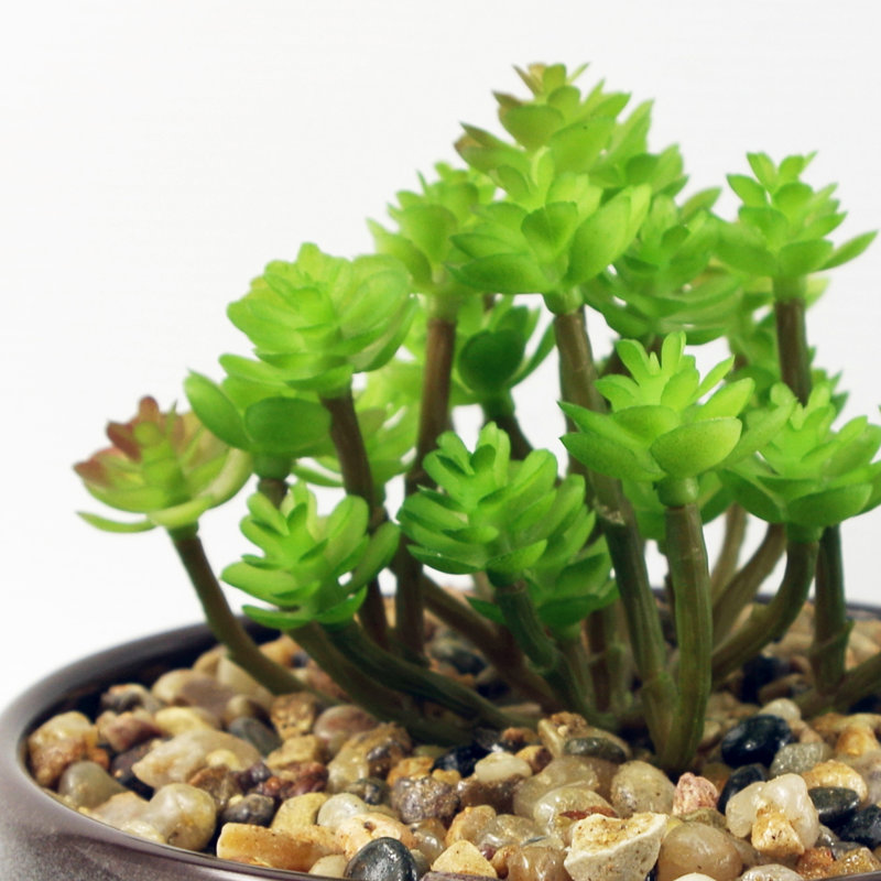 Annistin 14cm Plant