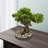 Desktop Artificial Bonsai Pine Tree