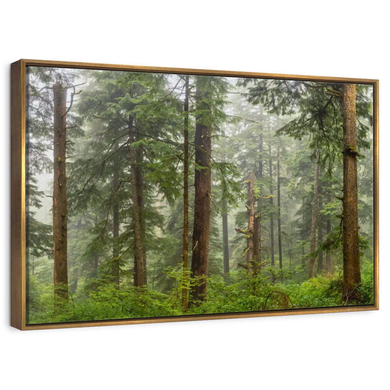 Panorama de la forêt sur la côte de l'Oregon, 19 po x 13 po, Cadre flottant doré