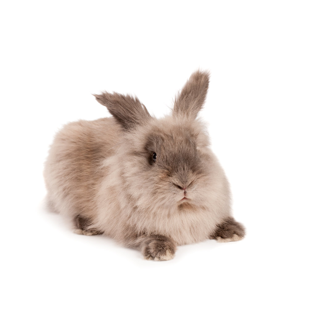 Cross Looking Fluffy Rabbit von MediaProduction - Druck auf Leinwand ohne Rahmen