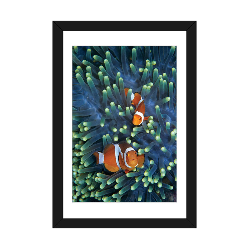 « matin anemonefish pair », impression sur toile, H 24 po x l 16 po x P 1 po, Papier d'art encadré noir, Blanc