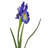 Dutch Iris 25" 