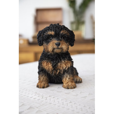 Bébé Cavapoo
