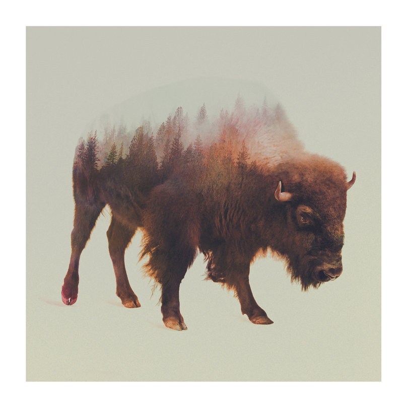 Bison I by Andreas Lie - Print on Canvas, 45.72 cm H x 45.72 cm W x 1.91 cm D, No Frame