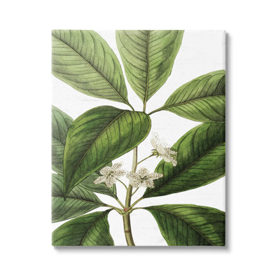 Tristania Conferta Flower Large Leaf Vegetation Botanical Print by Lettered And Lined - Print