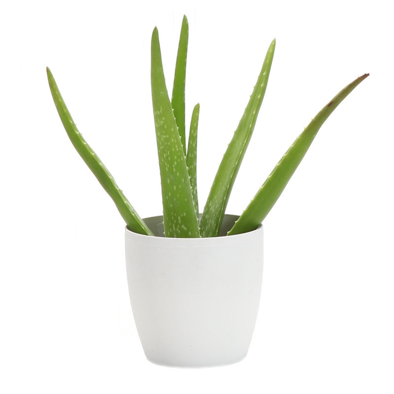 Live Aloe Vera Plant in Classic Pot, White