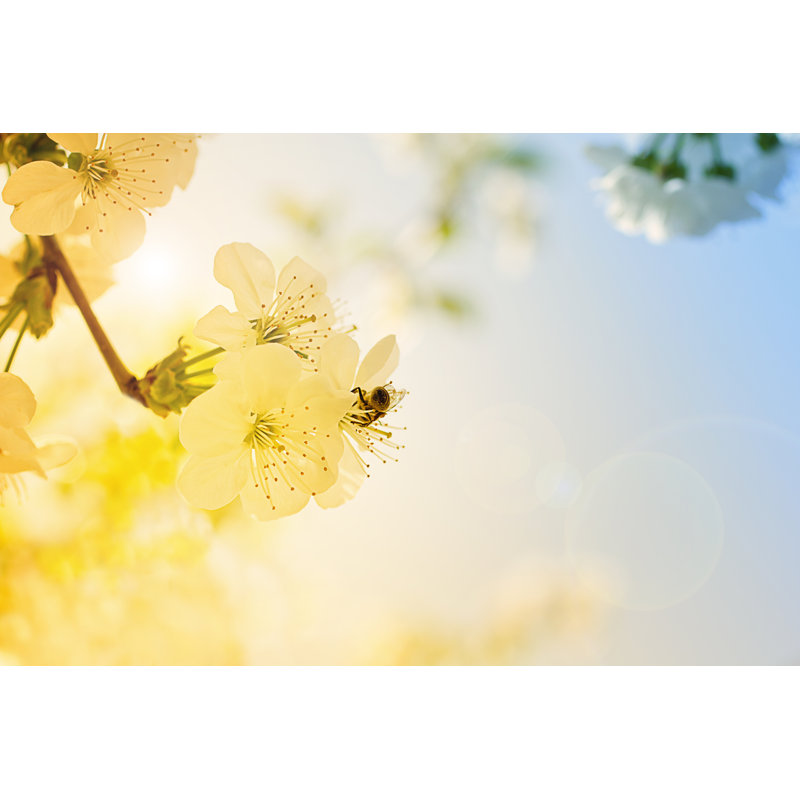 Leilan Cherry Blossoms - Wrapped Canvas Print, 30cm H x 46cm W x 3.8cm D