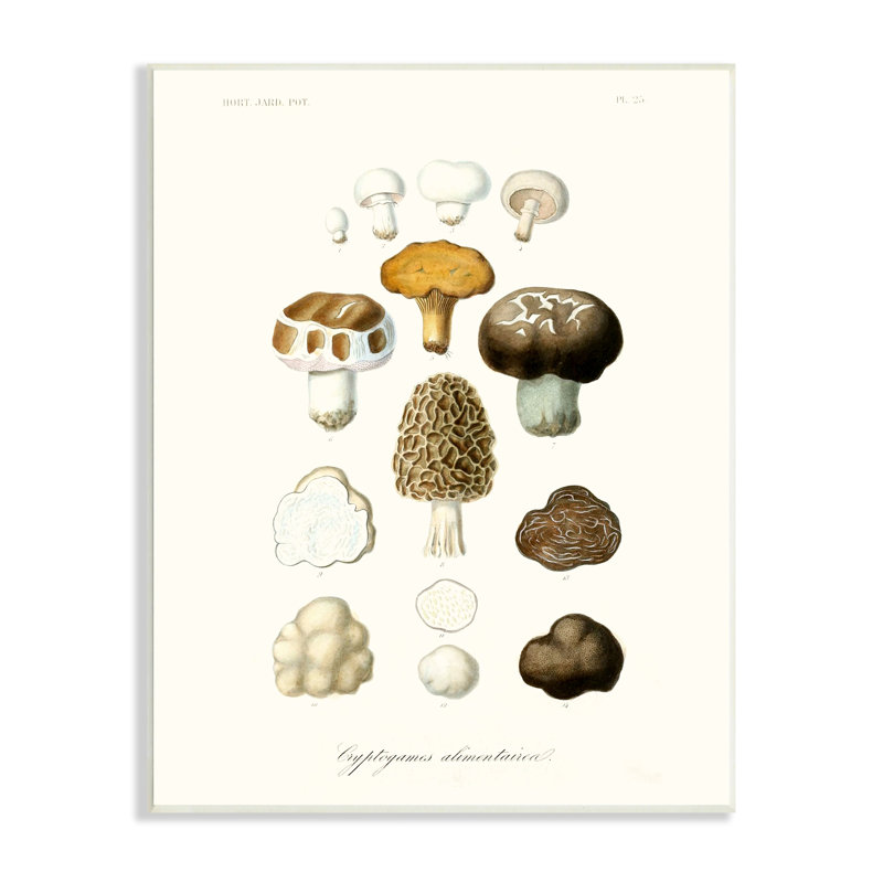 Botanical Mushroom Species Latin Study 10x15 MDF Wall Plaque