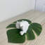 Gidney Mini Bear Ornament Statue-1399307380