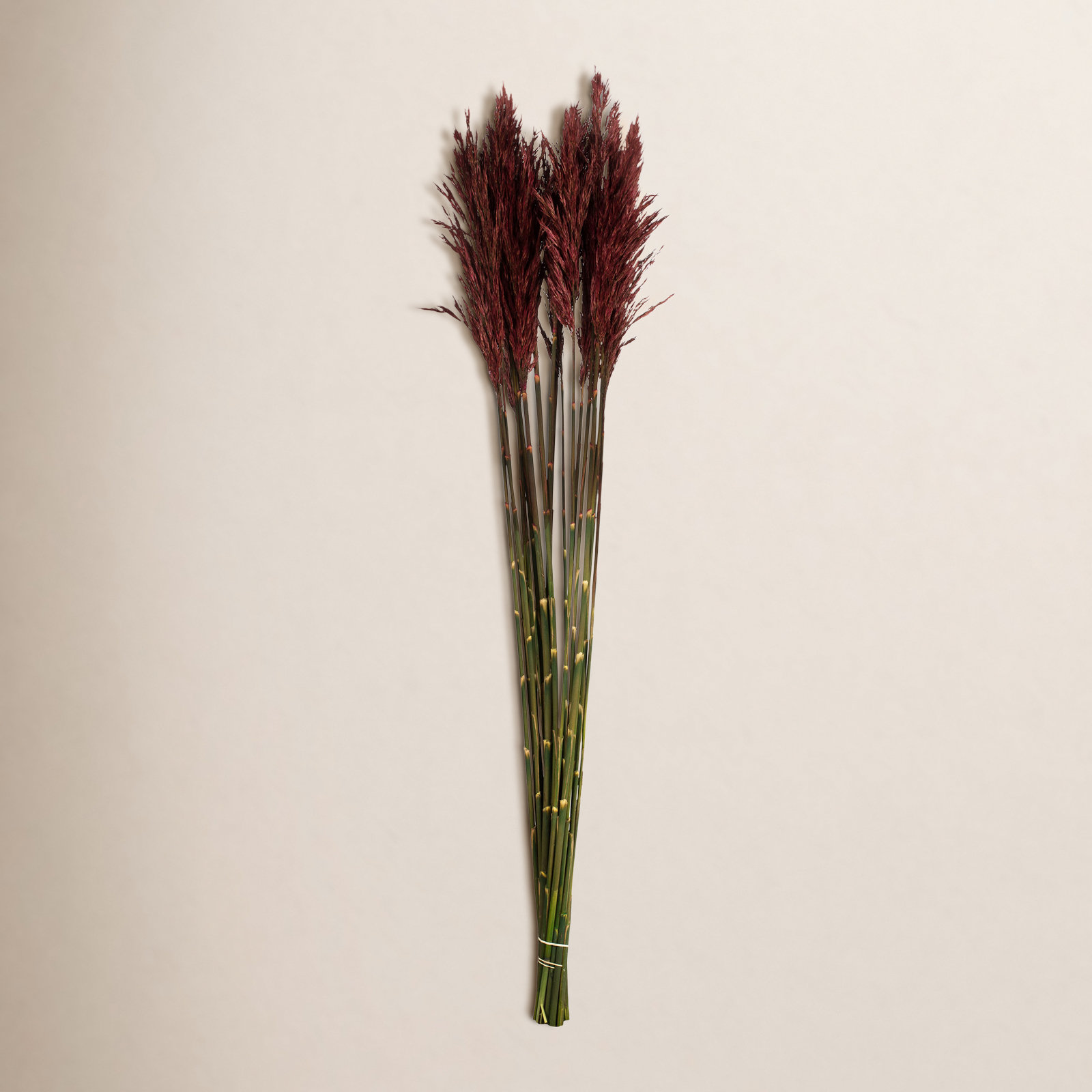 Zellmer 36'' H Preserved Plume Reed Bundle, Merlot