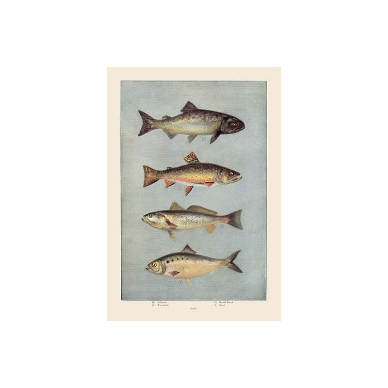 " Fish "