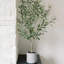 4' Fruitless Olive Tree in Pot