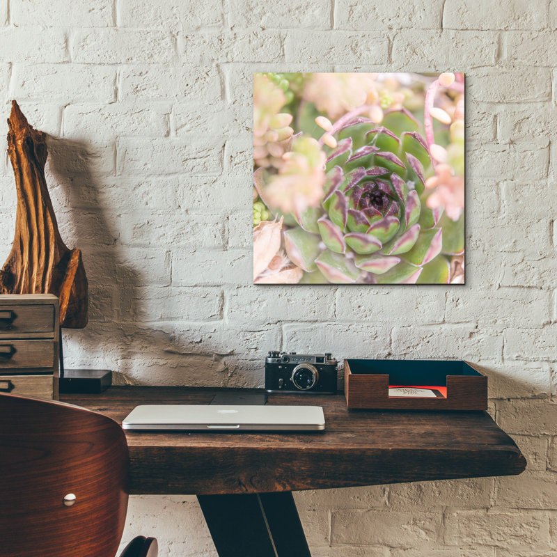 «Succulents 08» par Lightbox Journal, H 12 po x l 12 po x P 0,13 po