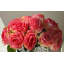Bouquet de fleurs roses dans un vase-1526442439
