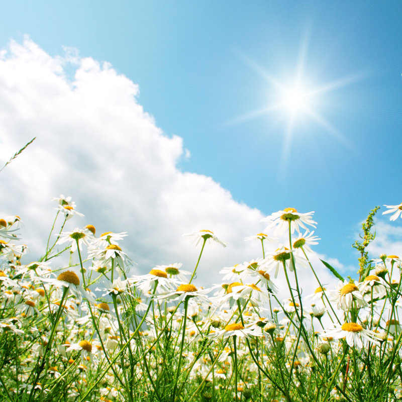 Sunny Day And Daisy Field by Elenavolkova - Wrapped Canvas Print, 30cm H x 30cm W x 3.8cm D