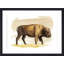«Bison S croquis I» par Grace Popp - peinture encadrée-684181103-778907001