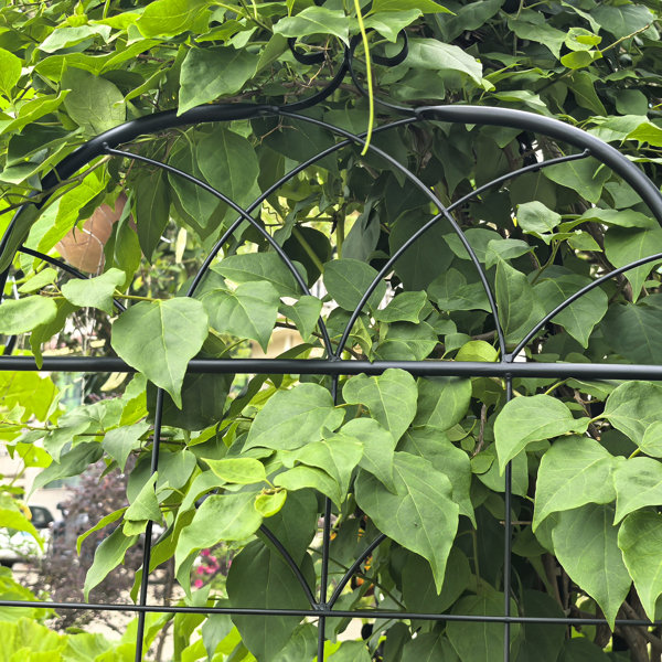 Red Barrel Studio Metal Garden Trellis For Potted Climbing Vines, 2 ...