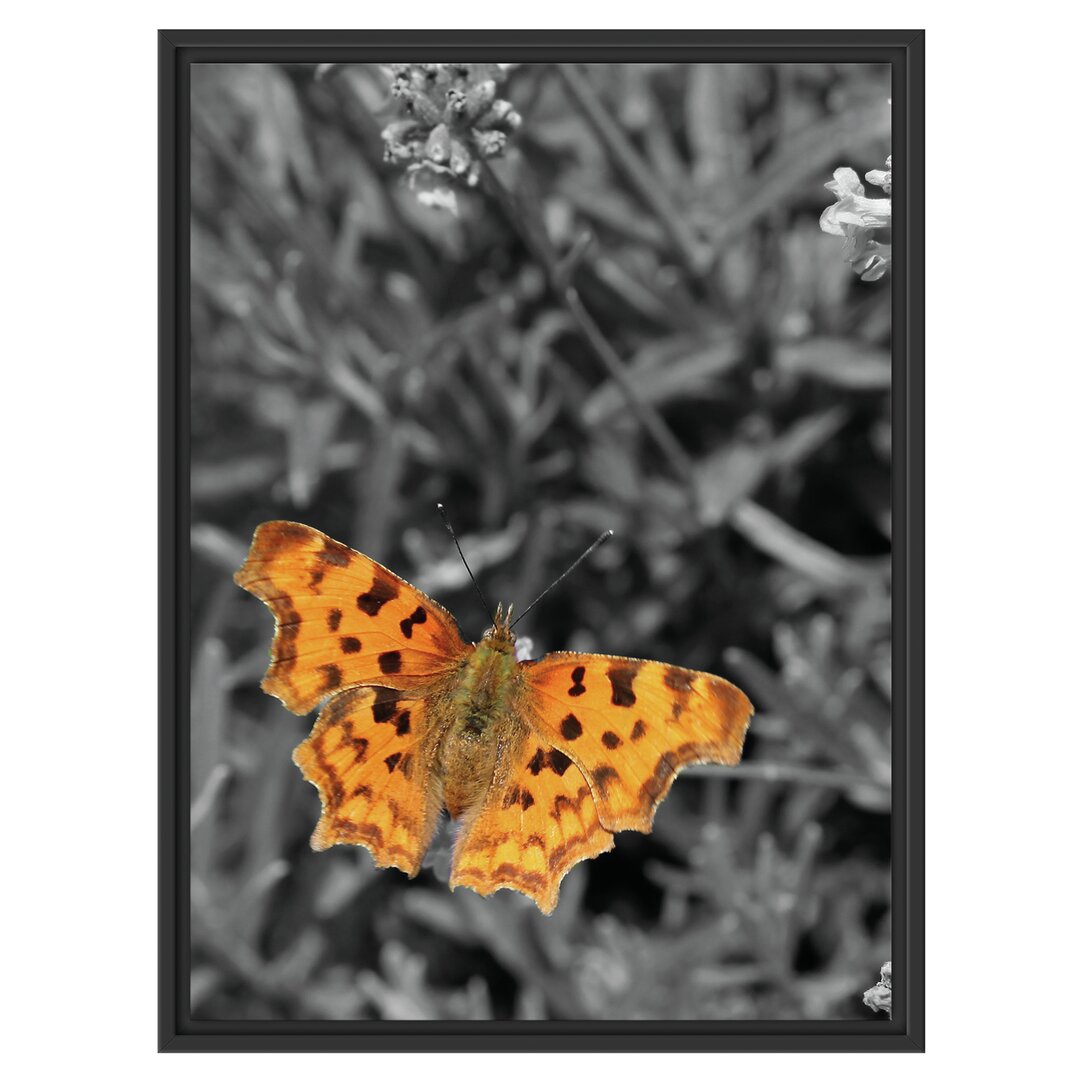 Gerahmtes Wandbild Schmetterling auf Blumenwiese