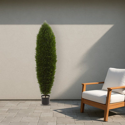 Cypress Silk Tree