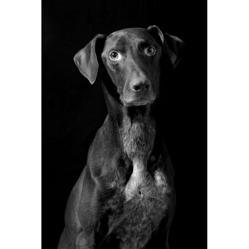 Braque allemand par Sensorspot, H 18 po x l 12 po