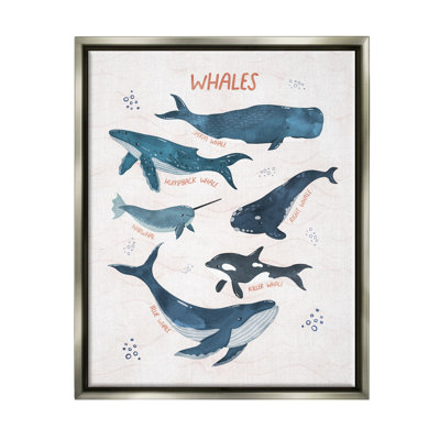 " Nautical Diagram Whale Narwhal Types Bubbles Illustration "