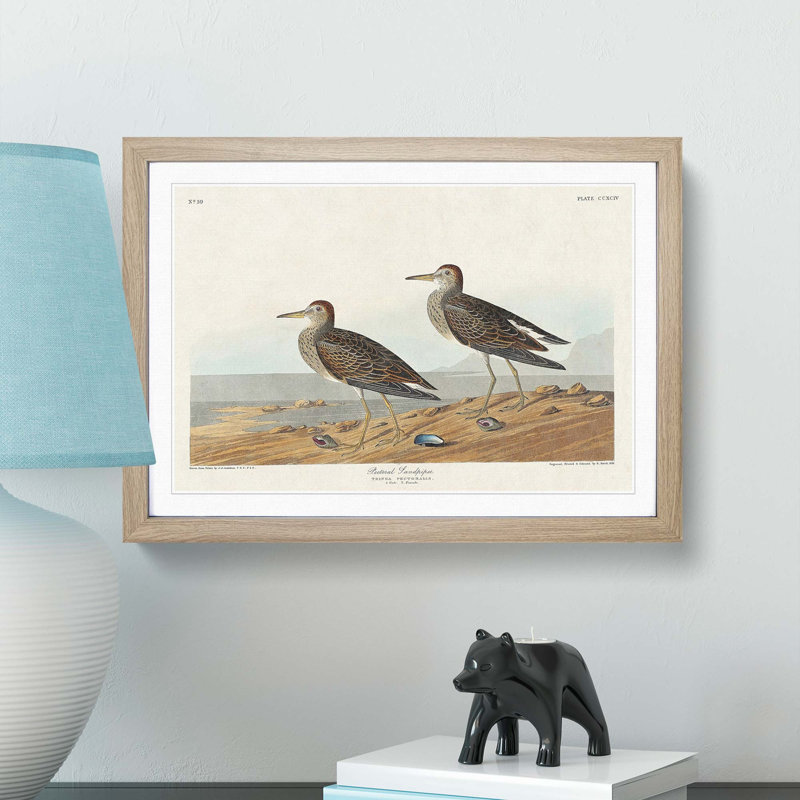 Pectoral Sandpipers by John Audubon - Picture Frame Painting Print, 27cm H x 36cm W x 2cm D, Oak Framed