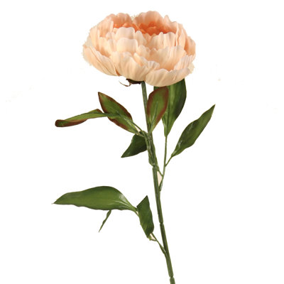Tiges de pivoines