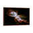 Brown Floater Framed selected