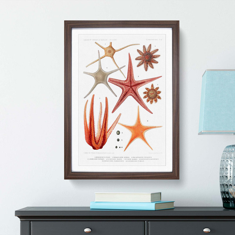 Selection of Starfish by Albert I - Picture Frame Painting Print, 36cm H x 27cm W x 2cm D, Walnut Framed