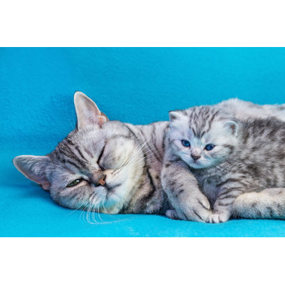 «Grund Mother Cat With Kitten», photographie sur toile